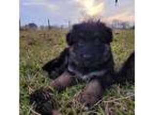 German Shepherd Dog Puppy for sale in Flatonia, TX, USA