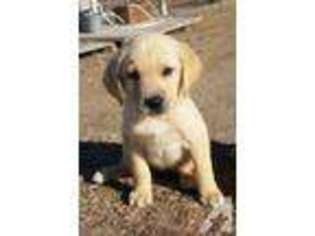 Labrador Retriever Puppy for sale in SAN DIEGO, CA, USA