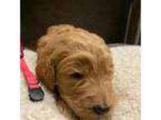 Goldendoodle Puppy for sale in Pataskala, OH, USA