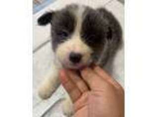 Border Collie Puppy for sale in Cerritos, CA, USA