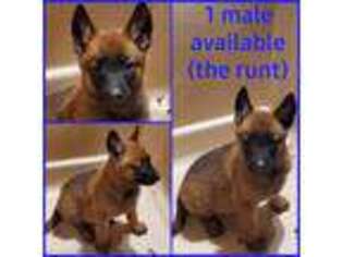 Belgian Malinois Puppy for sale in Vallejo, CA, USA
