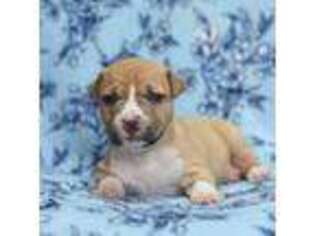 Mutt Puppy for sale in Renton, WA, USA
