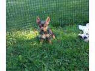 Yorkshire Terrier Puppy for sale in Hudson, SD, USA