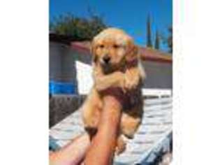 Golden Retriever Puppy for sale in YUBA CITY, CA, USA