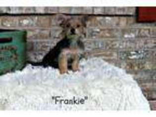 Yorkshire Terrier Puppy for sale in Adolphus, KY, USA