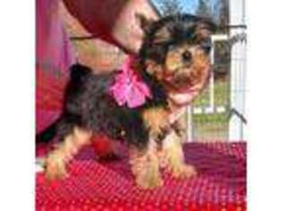 Yorkshire Terrier Puppy for sale in Antlers, OK, USA