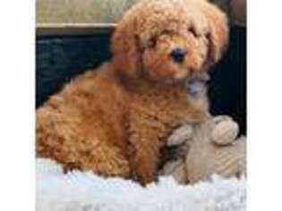 Goldendoodle Puppy for sale in Monee, IL, USA