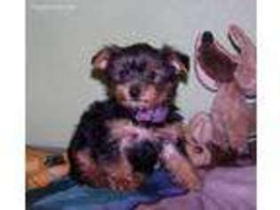 Yorkshire Terrier Puppy for sale in Hico, TX, USA