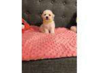 Bichon Frise Puppy for sale in Lepanto, AR, USA