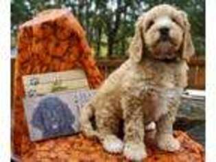 Labradoodle Puppy for sale in Jefferson, OR, USA