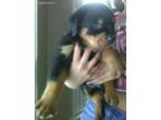 Rottweiler Puppy for sale in Syracuse, NY, USA