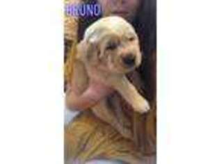 Golden Retriever Puppy for sale in Decker, MI, USA