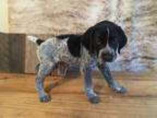 German Shorthaired Pointer Puppy for sale in Cordova, TN, USA