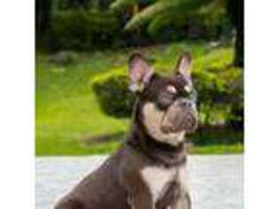 French Bulldog Puppy for sale in Boca Raton, FL, USA
