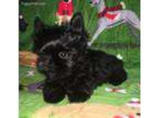 Shorkie Tzu Puppy for sale in Suwanee, GA, USA