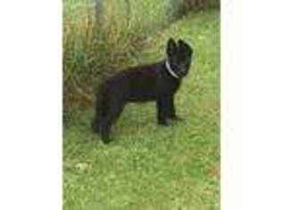 German Shepherd Dog Puppy for sale in Otisville, MI, USA