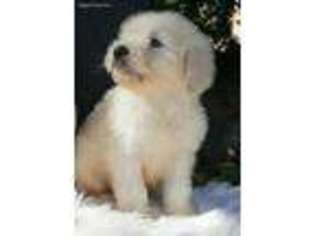 Goldendoodle Puppy for sale in Pasadena, CA, USA