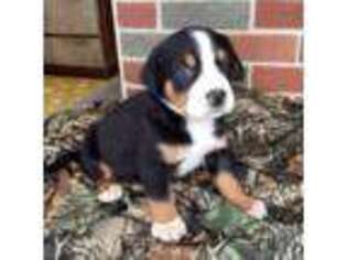 Greater Swiss Mountain Dog Puppy for sale in Goshen, IN, USA
