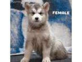Alaskan Malamute Puppy for sale in Sedalia, MO, USA