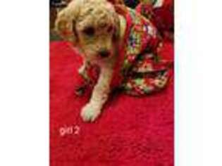 Goldendoodle Puppy for sale in Fort Lupton, CO, USA