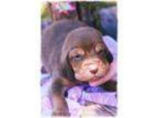Bloodhound Puppy for sale in Vandalia, MO, USA