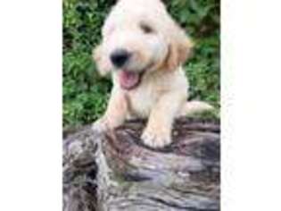 Goldendoodle Puppy for sale in South Pittsburg, TN, USA