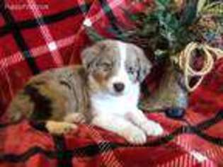 Australian Shepherd Puppy for sale in Pocola, OK, USA