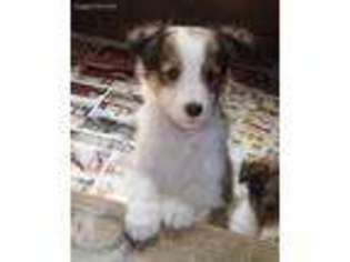 Shetland Sheepdog Puppy for sale in Middlesex, NC, USA