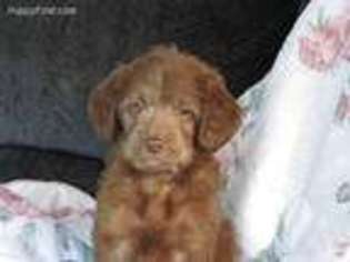 Labradoodle Puppy for sale in Pounding Mill, VA, USA