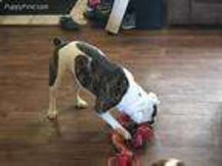 Olde English Bulldogge Puppy for sale in Fulton, MO, USA