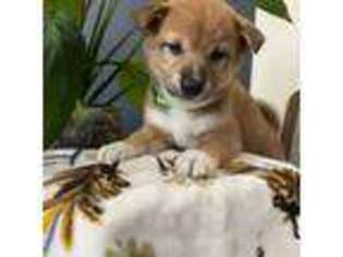 Shiba Inu Puppy for sale in Middleburg, FL, USA