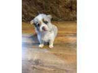Pembroke Welsh Corgi Puppy for sale in Jacksboro, TX, USA