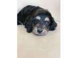 Dachshund Puppy for sale in Elizabethtown, NC, USA