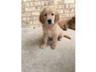 Golden Retriever Puppy for sale in Collinsville, AL, USA