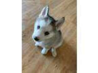 Siberian Husky Puppy for sale in Dundalk, MD, USA