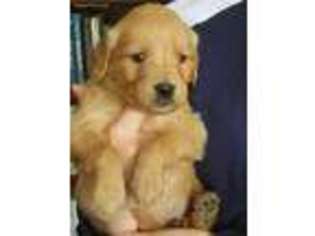 Golden Retriever Puppy for sale in Saint Francis, MN, USA