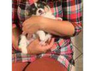 Pembroke Welsh Corgi Puppy for sale in San Bernardino, CA, USA