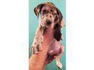 Great Dane Puppy for sale in Johnson City, TN, USA