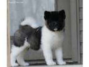 Akita Puppy for sale in Lexington, KY, USA
