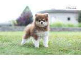 Pomeranian Puppy for sale in Fort Wayne, IN, USA