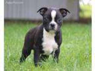 Boston Terrier Puppy for sale in Millersburg, OH, USA