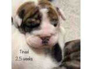 Bulldog Puppy for sale in Taylor, AZ, USA