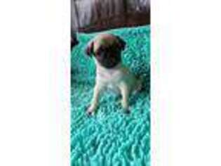 Pug Puppy for sale in King, NC, USA