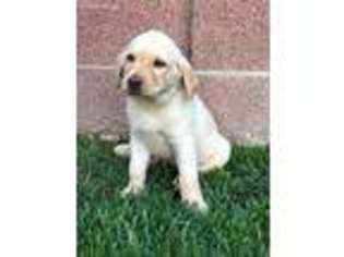 Labrador Retriever Puppy for sale in Bellflower, CA, USA