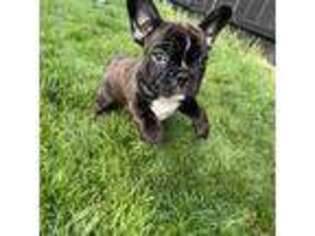 French Bulldog Puppy for sale in Allentown, PA, USA
