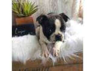 Boston Terrier Puppy for sale in Platteville, WI, USA