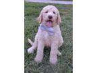 Goldendoodle Puppy for sale in Rhome, TX, USA