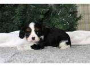 Cavalier King Charles Spaniel Puppy for sale in Cambridge, OH, USA