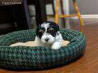 Coton de Tulear Puppy for sale in Memphis, IN, USA
