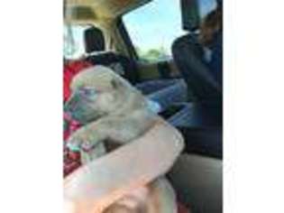Cane Corso Puppy for sale in Jennings, LA, USA
